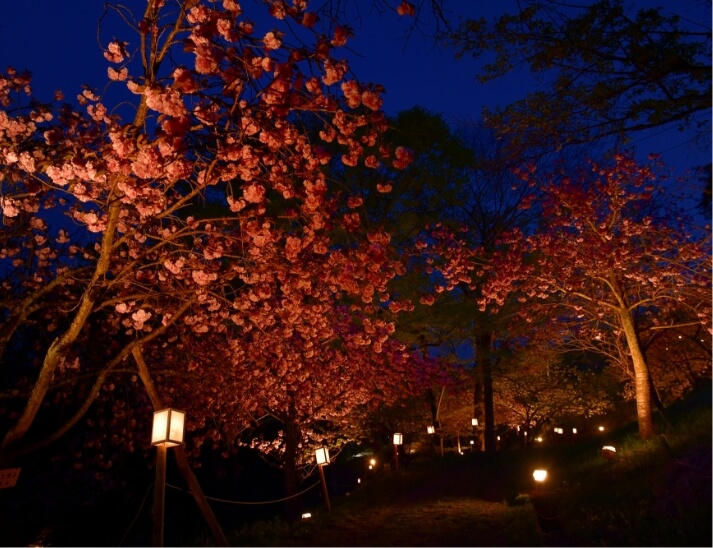 夜桜ライトアップ「通り抜けの桜」