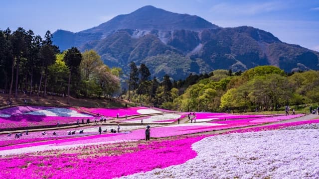 羊山公園（芝桜）